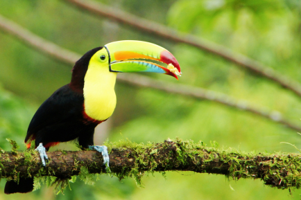 Toucan with a colorful beak perched on a branch, embodying UW-Superior Alumni Traveling spirit.