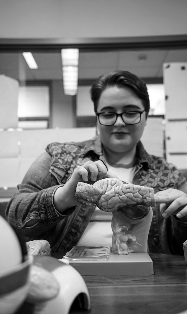 Person examines a model of a human brain, exploring concepts in behavioral neuroscience.