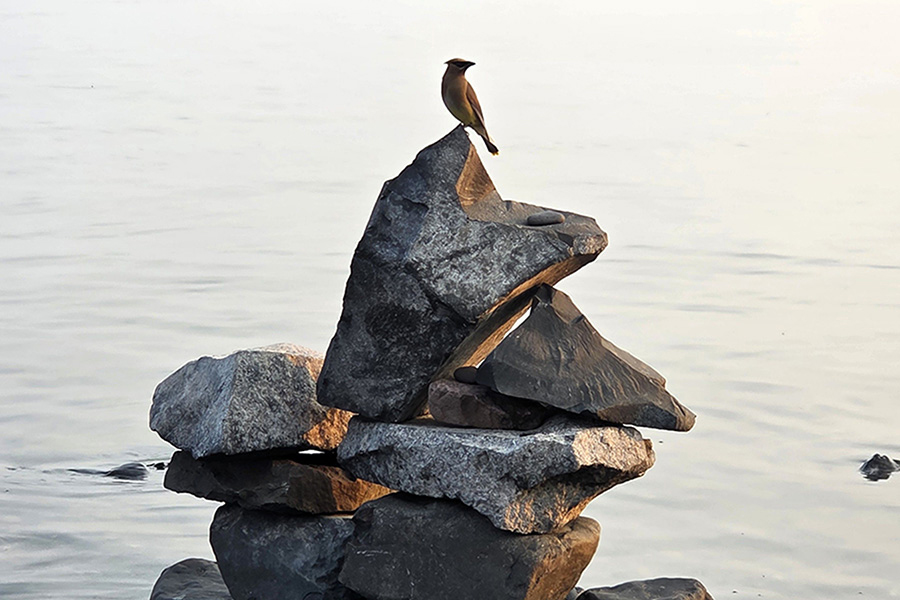 Bird perched on a stack of large rocks by the water with a calm, pale sky in the background.