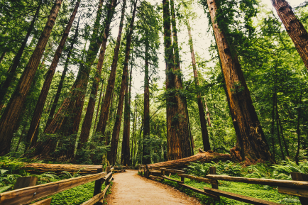 A dirt path winds through tall redwood trees and wooden fences, perfect for UW-Superior Alumni Traveling.