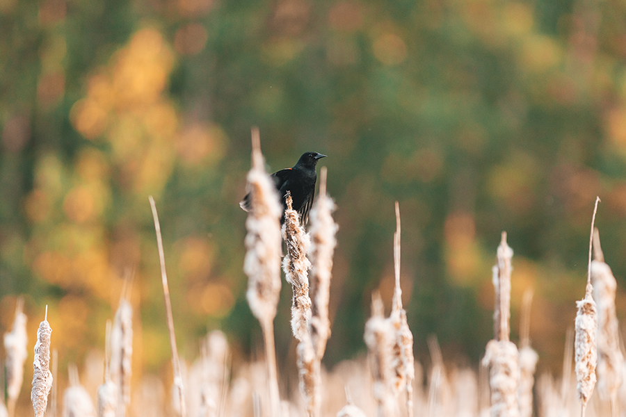 A black bird perches on a cattail in a field with blurred trees in the background.