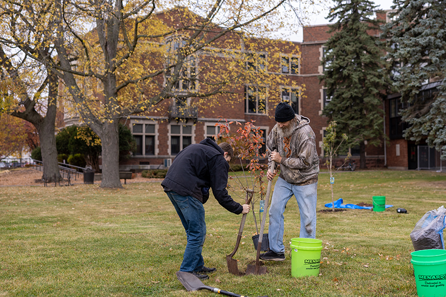 Two people plant a small tree on a grassy lawn near a brick building in autumn.