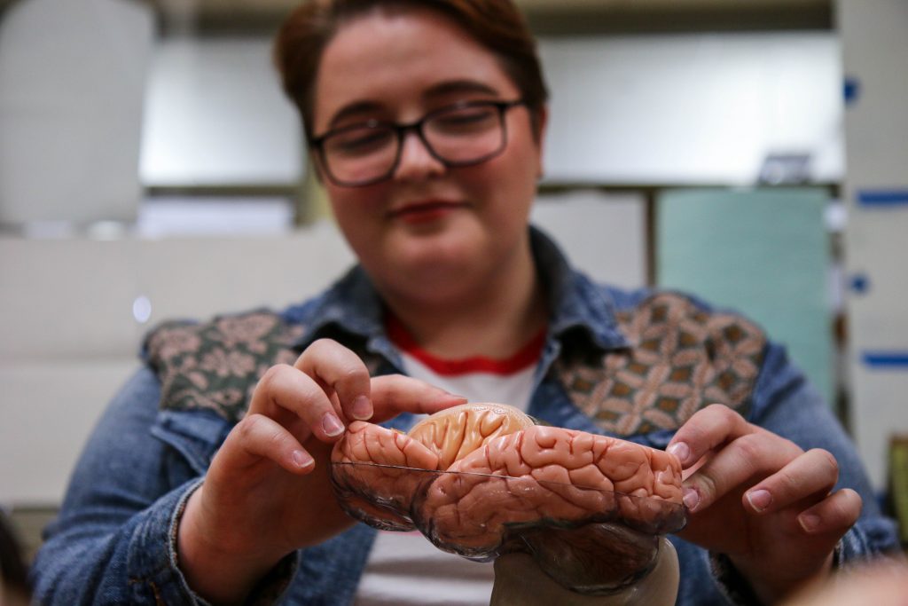 Female student holding model of human brain
